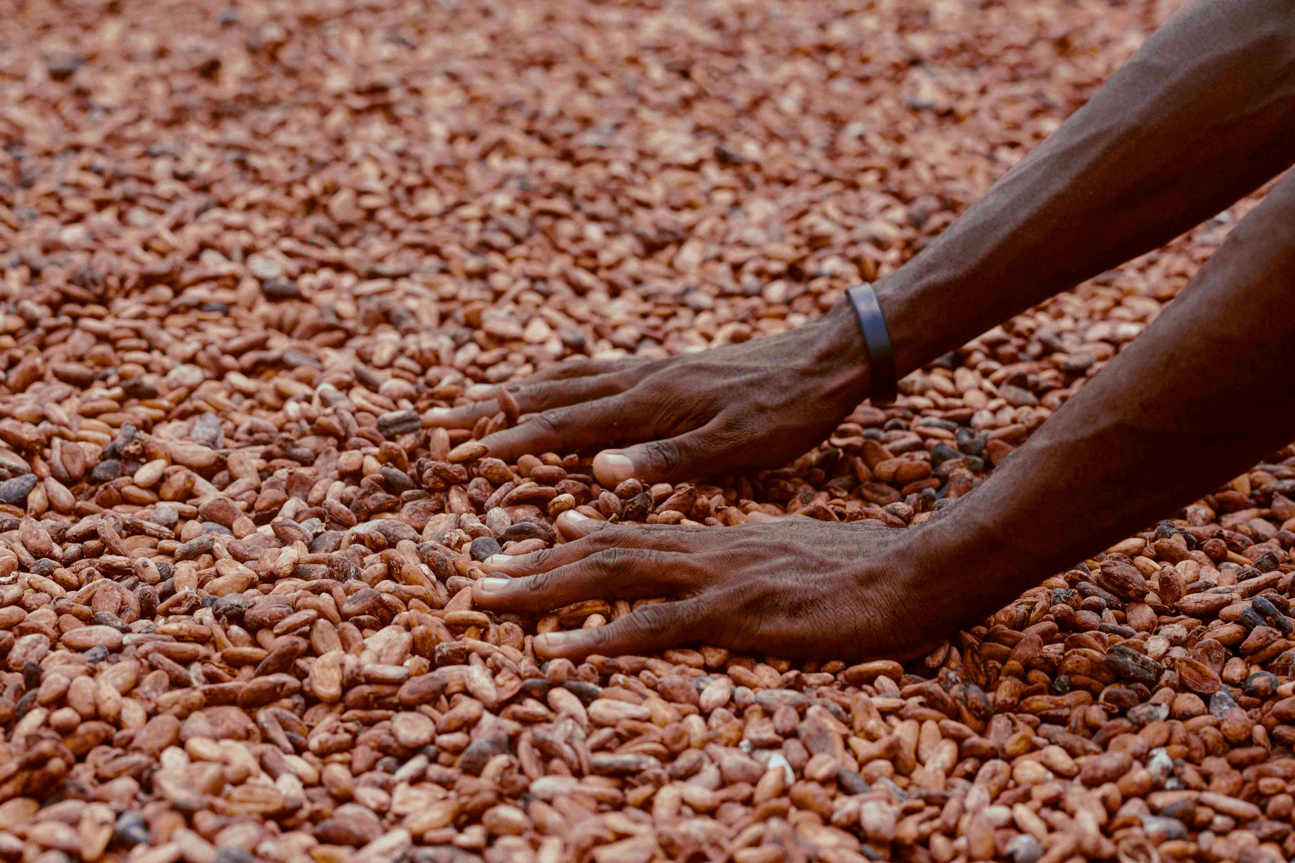 Farmers sorting cocoa beans